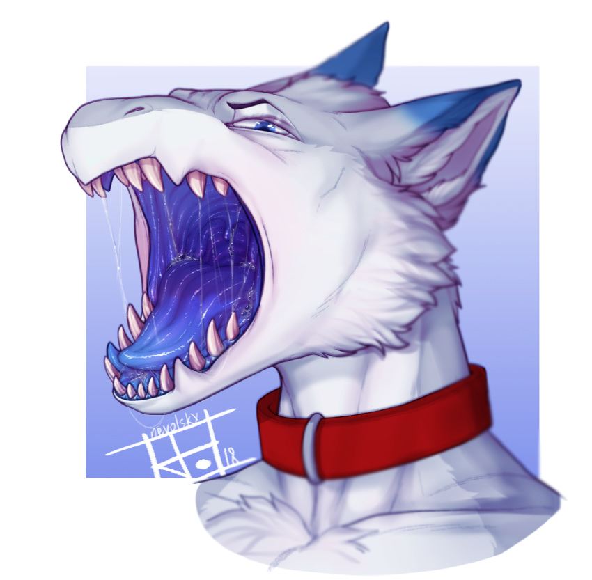 2018 ambiguous_gender anthro black_pawpads blue_eyes blue_fur blue_mouth blue_tongue chest_tuft collar cute_fangs dragon drooling ear_tuft fangs fur furred_dragon gaping_mouth grey_fur looking_at_viewer male muscular muscular_male nevolsky open_mouth pawpads pecs saliva senky solo teeth throat tongue tuft uvula white_fur