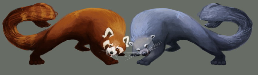 2012 4_toes ambiguous_gender arched_back beady_eyes binturong black_eyes black_nose blue_fur blue_tail brown_countershading brown_fur brown_markings countershade_torso countershading digital_media_(artwork) digital_painting_(artwork) duo eye_markings facial_markings fangs feral full-length_portrait fur grey_background grey_eyes hi_res long_tail looking_at_viewer mammal markings meteor-panda multicolored_fur open_mouth orange_fur orange_tail pink_tongue portrait quadruped red_panda ringtail side_view simple_background snout toes tongue viverrid whiskers white_fur white_markings