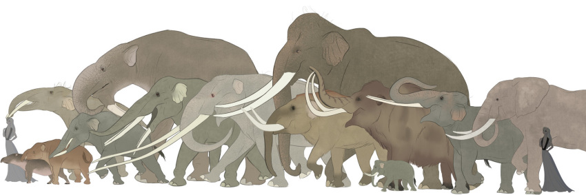 2018 african_bush_elephant african_elephant ambiguous_gender asian_elephant beady_eyes better_version_at_source big_ears biped black_skin black_tail brown_countershading brown_fur brown_markings brown_skin brown_tail clothed clothing comparison countershade_torso countershading deinotherium digital_drawing_(artwork) digital_media_(artwork) dress elephant eye_markings facial_markings female feral fur gomphotherium grey_skin grey_spots grey_tail group hair hairy hand_on_chest hand_on_hip human large_group larger_ambiguous larger_female larger_feral larger_human mammal mammoth markings mastodon moeritherium multicolored_skin open_mouth pink_countershading pink_skin plantigrade platybelodon proboscidean pygmy_elephant quadruped rainbowleo raised_leg side_view silhouette simple_background size_difference smaller_ambiguous smaller_female smaller_feral smaller_human spots spotted_skin standing stegotetrabelodon tail_tuft trunk tuft tusks two_tone_skin two_tone_tail walking white_background