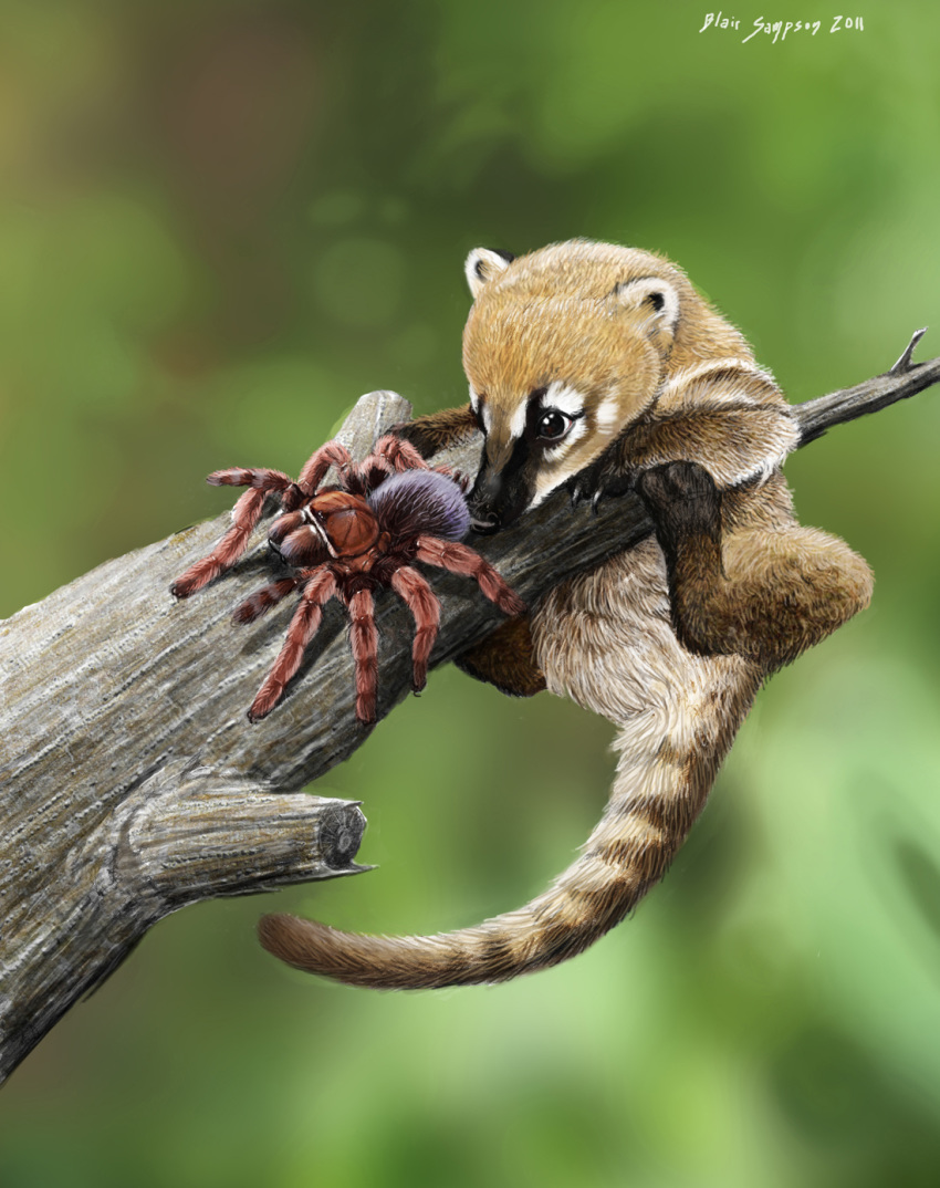 2011 4_toes 8_legs abdomen ambiguous_gender arachnid arthropod beady_eyes black_claws black_eyes black_fur black_nose blurred_background branch brown_fur brown_stripes brown_tail claws coati countershade_tail countershading cub cute detailed digital_media_(artwork) digital_painting_(artwork) duo eye_markings facial_markings featureless_crotch feral fur hanging_from_branch hi_res long_tail looking_at_another mammal mandibles markings multi_leg multi_limb multicolored_fur muzzle_(marking) on_branch outside procyonid psithyrus quadruped red_fur signature size_difference snout socks_(marking) spider striped_tail stripes tarantula toe_claws toes two_tone_fur two_tone_tail white_countershading white_fur white_markings white_tail young