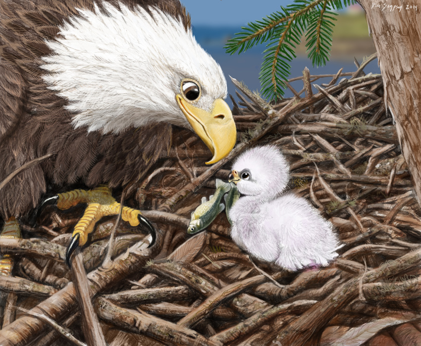 2014 3_toes ambiguous_gender avian baby bald_eagle beak biped bird black_beak black_claws brown_eyes brown_feathers brown_wings child claws cub cute digital_media_(artwork) digital_painting_(artwork) duo duo_focus eagle eye_contact feathered_wings feathers feeding feral fin fish fish_(food) gills green_scales group heartwarming hi_res in_tree looking_at_another looking_down looking_up loose_feather marine meat multicolored_feathers multicolored_scales nature nest outside parent parent_and_child psithyrus scales size_difference smile tail_fin talons toe_claws toes tree twig two_tone_beak two_tone_feathers two_tone_scales white_feathers white_wings winged_arms wings yellow_beak yellow_scales young