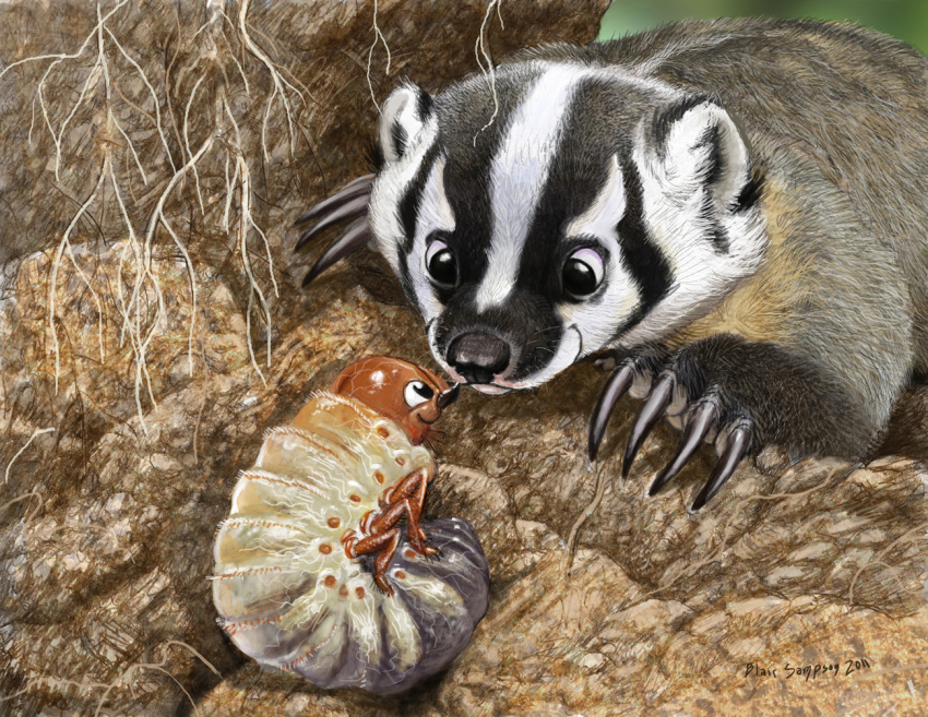 2011 4_toes ambiguous_gender american_badger arthropod badger black_claws black_eyes black_fur black_nose brown_fur claws cub curled_up cute digital_media_(artwork) digital_painting_(artwork) dirt duo eye_contact facial_markings feral fur grub happy inner_ear_fluff insect larva looking_at_another mammal mandibles markings multi_leg multi_limb multicolored_fur mustelid psithyrus quadruped roots signature size_difference smile snout toe_claws toes vein whiskers white_exoskeleton white_fur white_markings young