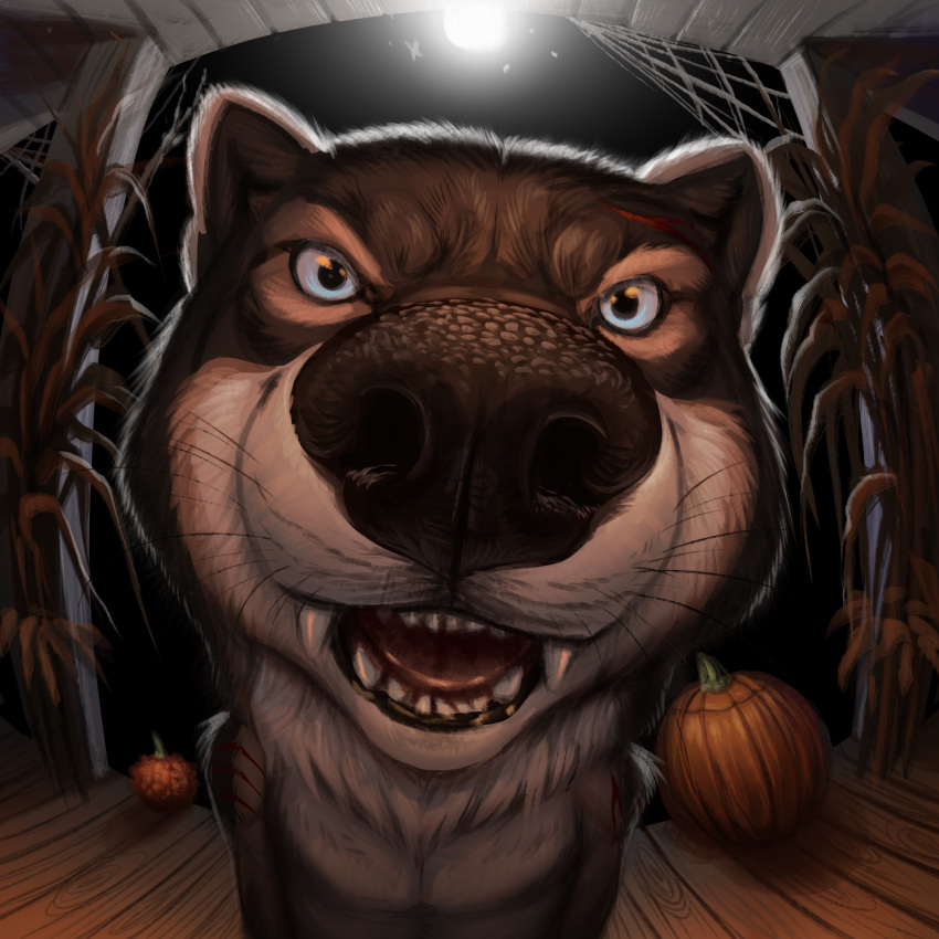 2018 anthro blue_eyes canine digital_media_(artwork) food fruit hibbary male mammal pumpkin rakan scar solo teeth web were werewolf wolf