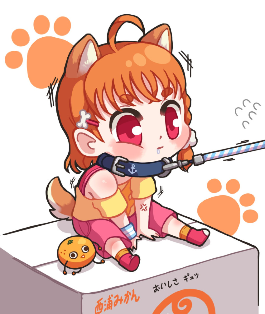 :| ahoge anchor_symbol anger_vein animal_ears bangs blush bone_hair_ornament box chibi closed_mouth collar commentary_request dodapan dog_ears dog_tail drooling eyebrows_visible_through_hair flying_sweatdrops food fruit hair_ornament hair_scrunchie highres kemonomimi_mode korean_commentary leash leash_pull love_live! love_live!_sunshine!! mandarin_orange orange_hair paw_print pink_shorts red_eyes scrunchie short_hair shorts sitting sitting_on_box solo sweatband tail takami_chika thick_eyebrows toy translation_request white_scrunchie yellow_shorts