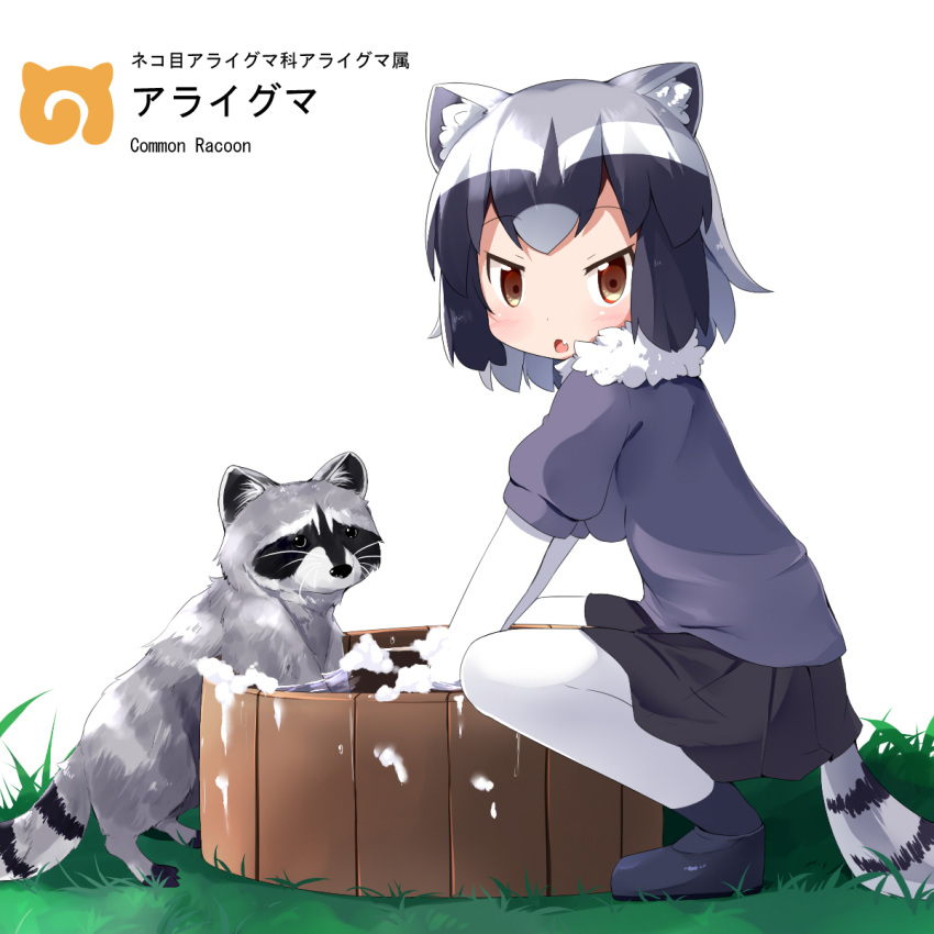 :o animal animal_ear_fluff animal_ears bangs black_footwear black_skirt blush brown_eyes character_name commentary common_raccoon_(kemono_friends) eyebrows_visible_through_hair fang full_body fur_trim grass grey_hair grey_shirt highres kemono_friends looking_at_viewer makuran pantyhose parted_lips pleated_skirt puffy_short_sleeves puffy_sleeves raccoon raccoon_ears raccoon_girl raccoon_tail shirt shoes short_sleeves simple_background skirt soap_bubbles solo squatting tail translation_request water white_background white_legwear