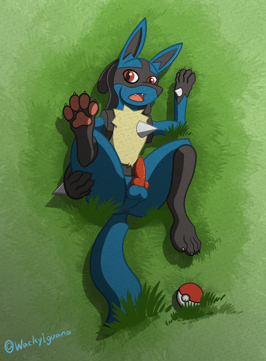 anthro anus balls black_fur blue_fur butt canid canine crystallos digital_media_(artwork) erection fur knot looking_at_viewer lucario male mammal nintendo nude open_mouth penis pok&eacute;mon pok&eacute;mon_(species) red_eyes solo tongue video_games