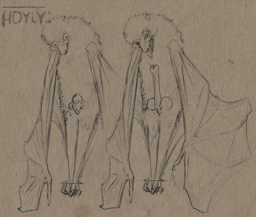 absurd_res anatomically_correct anatomically_correct_genitalia anatomically_correct_penis artist_logo artist_name balls bat bat_wings erection flying_fox genitals guide_lines hdyly hi_res logo mammal megabat membrane_(anatomy) membranous_wings penis semi-anthro signature sketch tongue tongue_out wings