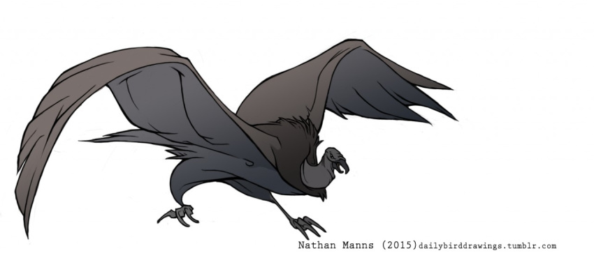 2015 3_toes ambiguous_gender angry avian beak biped bird black_beak black_eyes black_vulture claws digital_drawing_(artwork) digital_media_(artwork) feather_tuft feathered_wings feathers feral full-length_portrait grey_tail grey_wings jamminbison leaning leaning_forward neck_tuft open_beak open_mouth portrait ruff simple_background solo spread_arms spread_legs spread_wings spreading standing tail_feathers talons toe_claws toes toony tuft url vulture white_background wide_stance winged_arms wings yelling