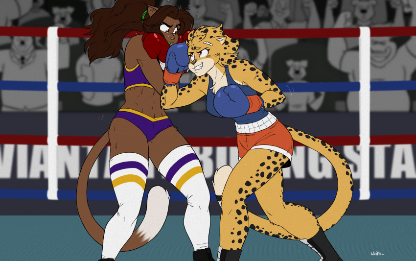 2019 absurd_res anthro ash_(yeahbeezii) athletic band-aid bandage boots bottomwear boxing boxing_gloves bra brown_eyes brown_fur brown_hair brown_nose brown_tail cheetah chest_tuft clenched_teeth clothing crossed_arms crowd deborah_bispo detailed_background dipstick_tail domestic_cat duo eye_contact eyebrows eyelashes felid feline felis female fight fighting_ring footwear fur grin group hair hi_res inner_ear_fluff long_socks looking_at_another mammal midriff motion_lines multicolored_tail navel pink_nose ponytail shirt shorts signature smile sport sports_bra spots spotted_fur spotted_tail sweat tank_top teeth topwear tuft underwear wendel_fragoso white_tail