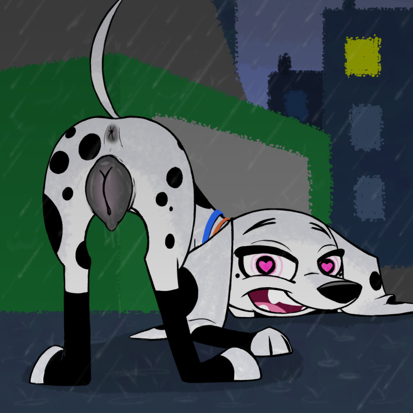 101_dalmatian_street 101_dalmatians 1:1 2019 animal_genitalia animal_pussy anus black_eyes black_fur black_nose black_pussy canid canine canine_pussy canis collar dalmatian detailed_background disney domestic_dog exhibitionism female feral freckles fur heat_(disambiguation) hi_res hypnosis kanahu looking_at_viewer mammal mind_control presenting pussy pussy_juice raining solo spots spotted_fur spread_legs spreading thin_tail thunderstorm toes white_fur