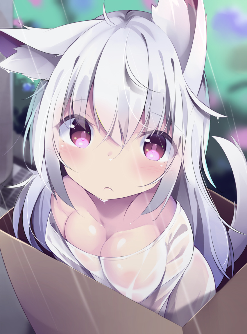 1girl ahoge animal_ear_fluff animal_ears bangs blurry blurry_background blush box breasts cardboard_box cleavage closed_mouth depth_of_field eyebrows_visible_through_hair hair_between_eyes highres in_box in_container kyuukon_(qkonsan) large_breasts long_hair looking_at_viewer off_shoulder original outdoors purple_eyes rain see-through shirt silver_hair solo tail tail_raised very_long_hair wet wet_clothes wet_shirt white_shirt