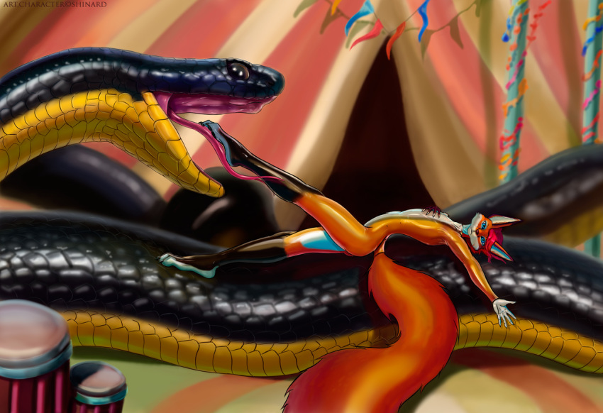 2019 anthro blue_eyes canid canine catsuit_(disambiguation) circus clothing digital_media_(artwork) drum duo eating flag fox glistening hair licking male mammal musical_instrument paws performance pink_hair reptile rubber scalie shinard show size_difference snake suit tight_suit tongue tongue_out vinyl vore