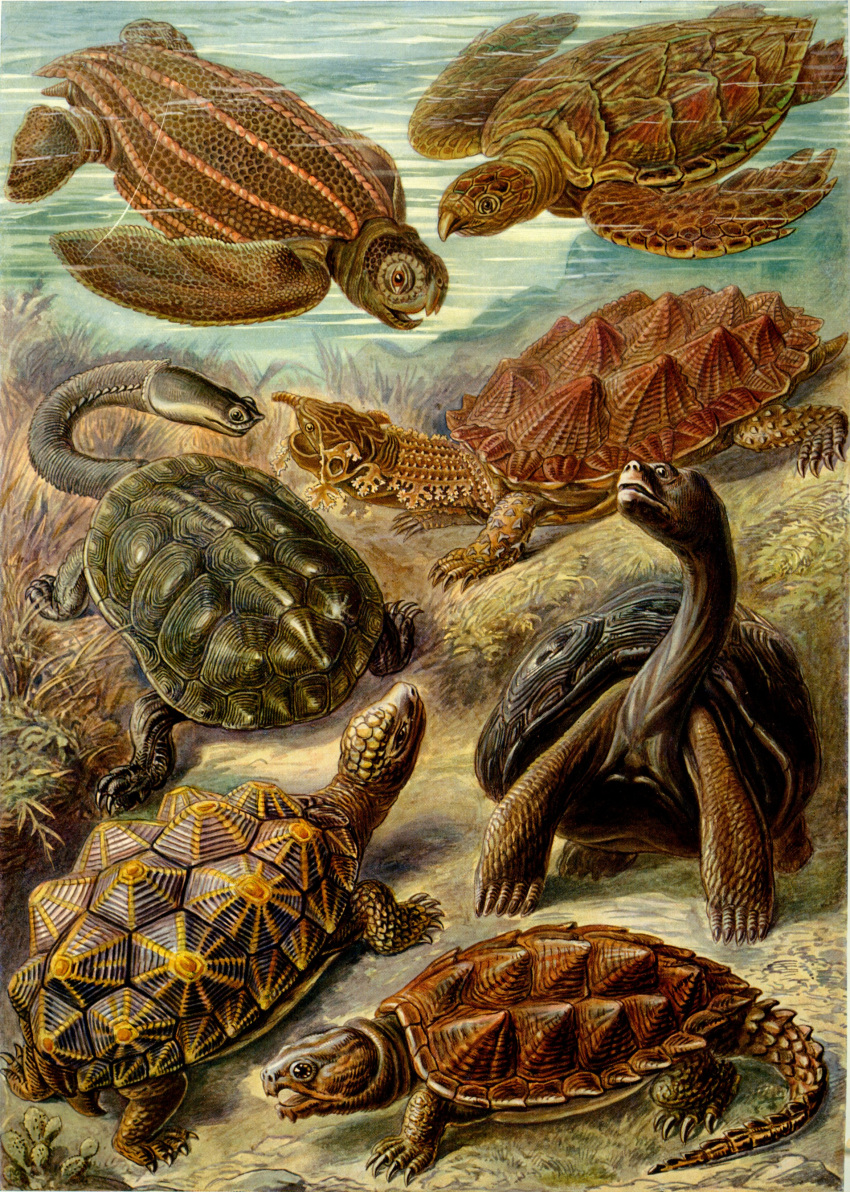 absurd_res ambiguous_gender ancient_art biological_illustration claws ernst_haeckel feral gal&aacute;pagos_tortoise group hi_res leatherback_sea_turtle open_mouth public_domain quadruped reptile scalie sea_turtle shell snapping_turtle tail technical_illustration tortoise turtle zoological_illustration