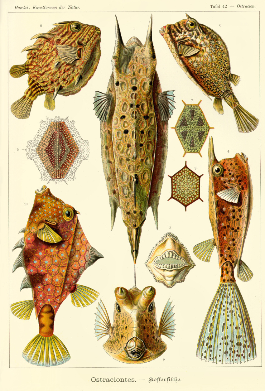 absurd_res ambiguous_gender ancient_art biological_illustration ernst_haeckel feral fin fish german_text group hi_res marine ostraciid public_domain tail tail_fin technical_illustration tetraodontiform text zoological_illustration