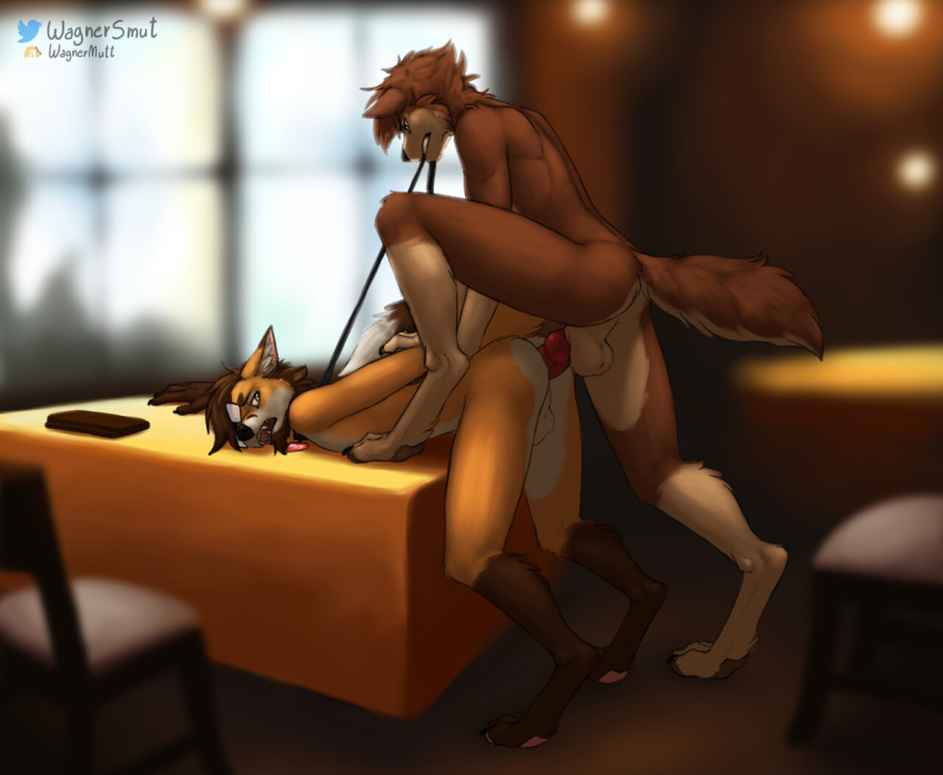 anal anal_penetration animal_genitalia animal_penis anthro anthro_on_anthro anthro_penetrated anthro_penetrating anthro_penetrating_anthro arm_grab backsack balls beard black_nose brown_body brown_fur brown_hair butt canid canine canine_penis canis chair claws collar collar_tag desk digitigrade domestic_dog domination duo ears_back erection eyebrows eyewear facial_hair fox from_behind_position fur furaffinity furniture glasses green_eyes hair half-closed_eyes hand_behind_back knot leash leash_in_mouth looking_at_another looking_back male male/male male_domination male_penetrated male_penetrating male_penetrating_male mammal mutt_(character) nude object_in_mouth on_desk open_mouth orange_body orange_fur penetration penis perineum pivoted_ears ramaelfox sex signature submissive submissive_male tan_body tan_fur teeth toe_claws twitter wagnermutt white_body white_fur