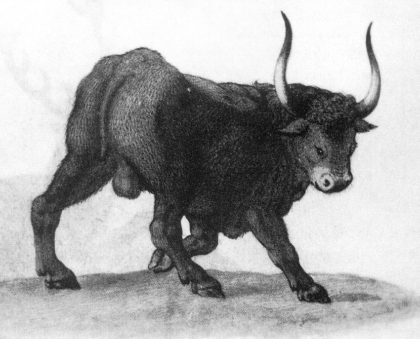 16th_century aurochs balls bovid bovine feral hi_res horn male mammal presenting presenting_balls proper_art solo teodoro_ghisi traditional_media_(artwork)