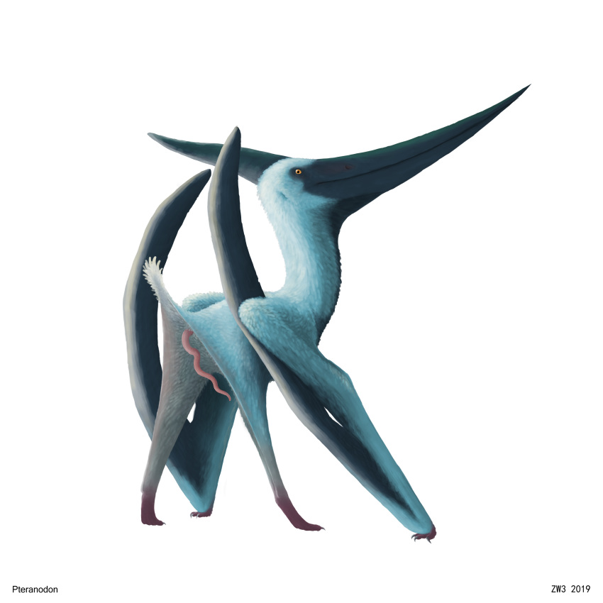 1:1 2019 absurd_res animal_genitalia animal_penis avian_penis beak blue_body blue_feathers butt claws cloaca corkscrew_penis crest digital_media_(artwork) erection feathers feral hi_res looking_at_viewer male membrane_(anatomy) membranous_wings nude penis pink_penis presenting presenting_hindquarters pterosaur quadruped raised_tail reptile scalie simple_background solo standing tail_tuft tapering_penis three-quarter_view tuft white_background wings yellow_eyes zw3