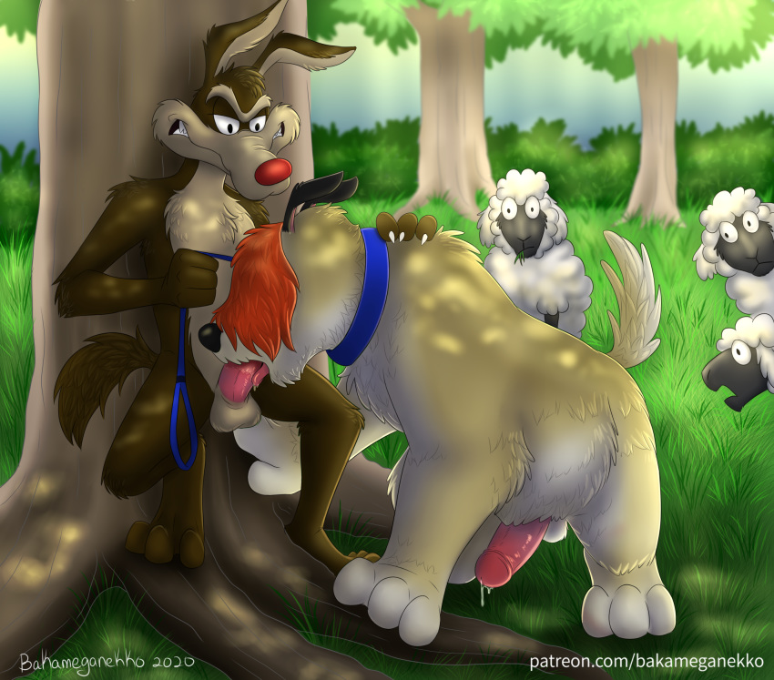 anthro anthro_on_feral bakameganekko balls bestiality bovid brown_body brown_fur canid canine canis caprine collar coyote domestic_dog duo erection feral fur genitals group herding_dog hi_res humanoid_genitalia humanoid_penis leash leash_pull looney_tunes male male/male male_penetrating mammal merrie_melodies nude open_mouth oral outside pastoral_dog penetration penis ralph_e._wolf sam_sheepdog sheep sheepdog teeth text tongue url warner_brothers wolf