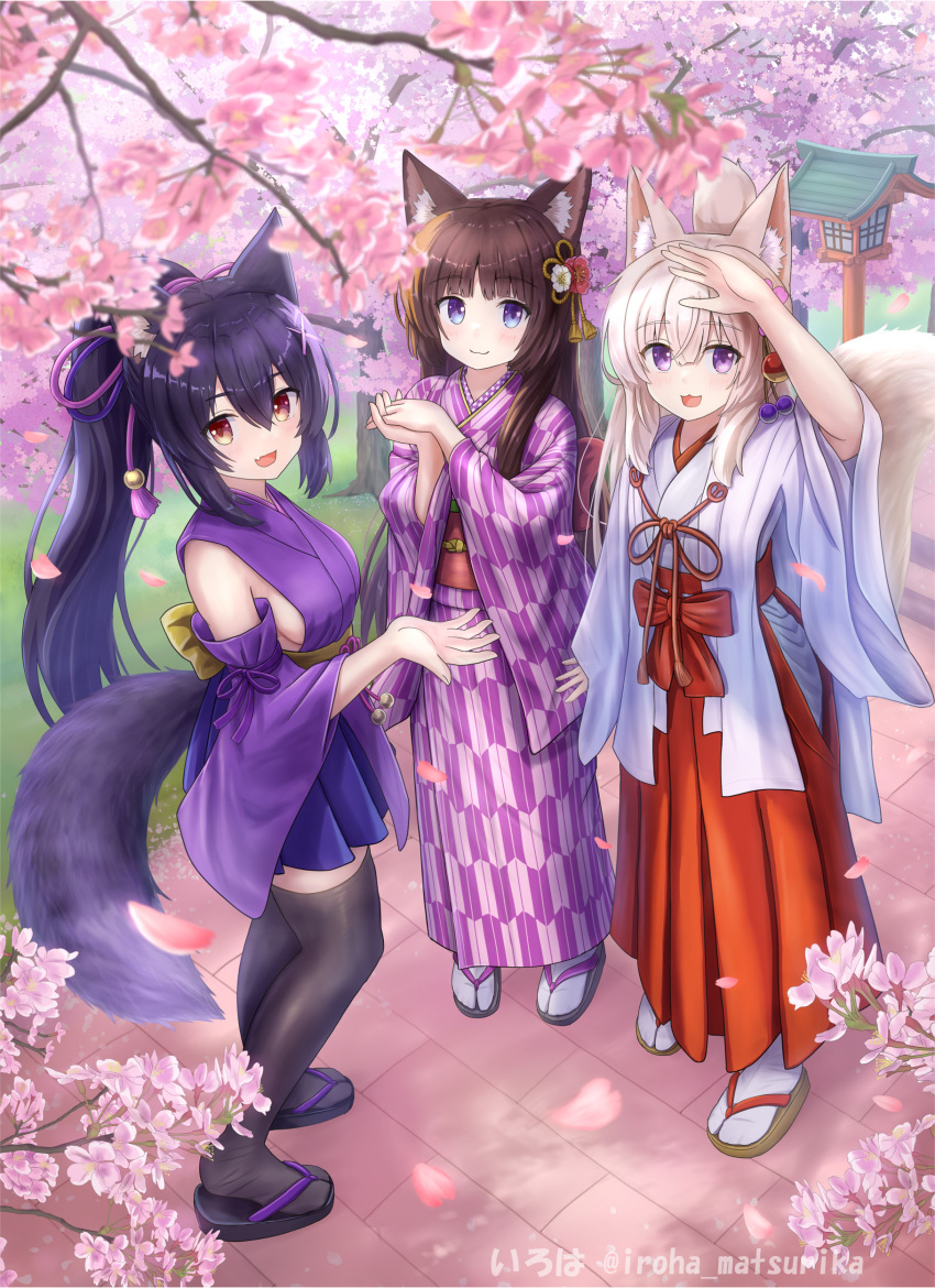 3girls :3 :d absurdres animal_ear_fluff animal_ears bare_shoulders black_footwear black_hair black_thighhighs blush branch breasts brown_eyes brown_footwear brown_hair cat_ears closed_mouth commentary_request day detached_sleeves flower folded_ponytail fox_ears fox_girl fox_tail hair_between_eyes hakama hakama_skirt highres hip_vent iroha_(iroha_matsurika) japanese_clothes kimono koyoi_(iroha_(iroha_matsurika)) kunoichi-chan_(iroha_(iroha_matsurika)) light_brown_hair long_hair long_sleeves medium_breasts miko multiple_girls mutsuki_(iroha_(iroha_matsurika)) obi original outdoors own_hands_together pink_flower ponytail print_kimono purple_eyes purple_kimono purple_sleeves red_hakama sandals sash sideboob skirt sleeveless sleeveless_kimono small_breasts smile socks standing tabi tail thighhighs tree twitter_username very_long_hair white_kimono white_socks wide_sleeves wolf_ears wolf_girl wolf_tail yagasuri zouri