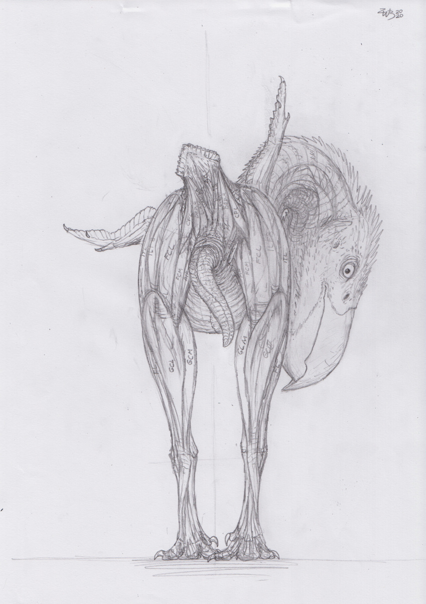 2020 absurd_res anatomy animal_genitalia avian avian_penis beak biped bird butt cariamiform claws cloaca diagram digitigrade earhole erection featherless feathers feral genitals graphite_(artwork) hi_res looking_at_viewer looking_back male nude pencil_(artwork) penis presenting presenting_hindquarters raised_tail rear_view simple_background solo spread_wings standing study tapering_penis terror_bird text toe_claws traditional_media_(artwork) wings zw3