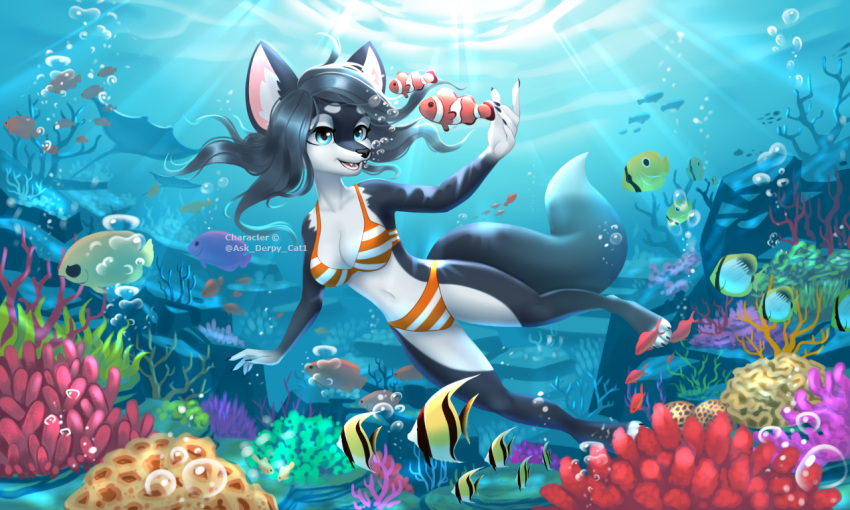 5:3 anthozoan anthro aurora_(ask_derpy_cat1) bikini bikini_bottom bikini_top black_body black_fur blue_eyes canid canine claws clothing clownfish cnidarian coral coral_reef female fennec_fox fish fox fur idler_r mammal marine pomacentrid sea solo swimming swimwear true_fox underwater underwater_scenery water white_body