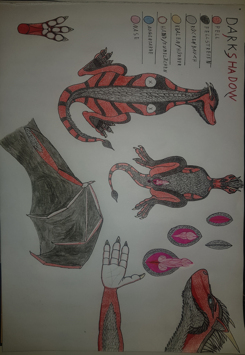 absurd_res dragon fell feral genitals hi_res male male/male membrane_(anatomy) membranous_wings model_sheet penis pfote red_body red_scales scales scalie wings xxdarkshadowxx