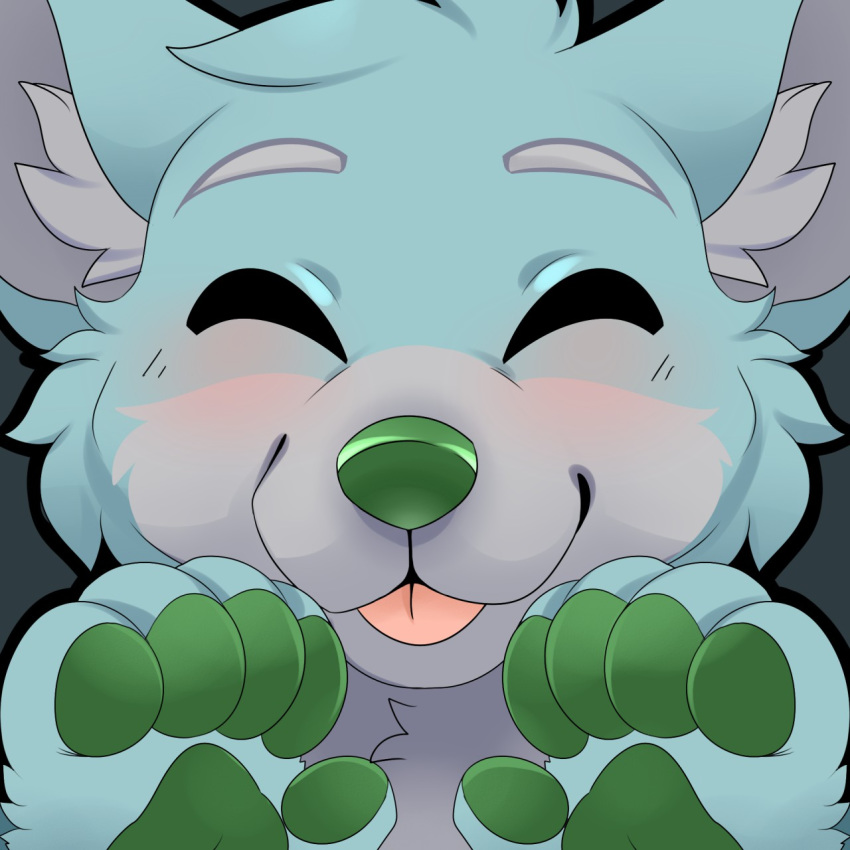 1:1 5_fingers anthro blep blue_body blue_eyes blue_fur blush canid canine canis countershade_face countershade_torso countershading digital_media_(artwork) donovan_dmc eyebrows eyes_closed feve fingers fur green_nose green_pawpads green_paws grey_background grey_body grey_countershading grey_eyebrows grey_fur grey_inner_ear handpaw head_tuft headshot_portrait hi_res inner_ear_fluff light_fur male mammal multicolored_body multicolored_fur outline pawpads paws pink_tongue portrait simple_background smile snout solo tongue tongue_out tuft two_tone_body two_tone_fur wolf