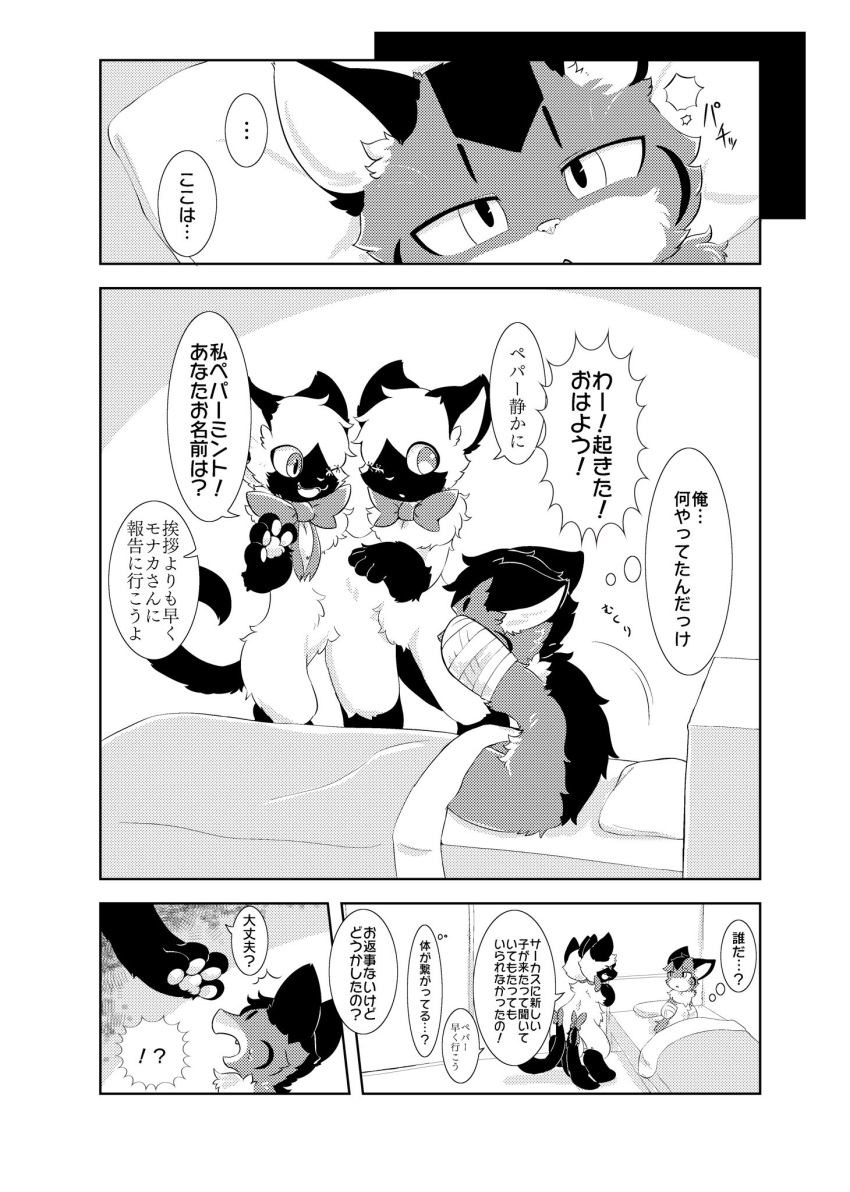 2019 ambiguous_gender bandage chest_tuft chisara circus_of_anya comic conjoined domestic_cat felid feline felis hi_res japanese_text kemono luca_(chisara) male mammal missing_arm monochrome peppermint_&amp;_spearmint_(chisara) siamese siamese_twins somali_cat text translation_request tuft