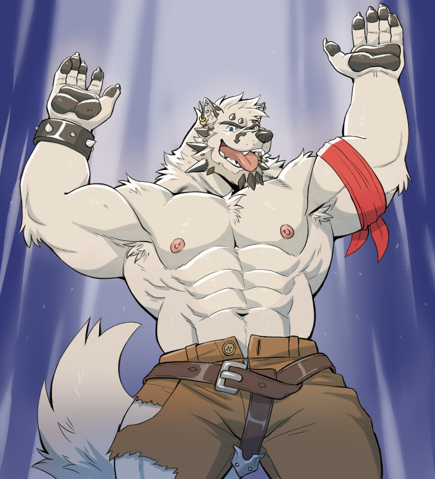 2019 5_fingers absurd_res adios anthro belt big_muscles black_nose black_pawpads blue_eyes bottomwear bracelet canid canine canis clothed clothing duke_(nightterror) ear_piercing ear_ring fingers fur hi_res humanoid_hands jewelry looking_at_viewer male mammal muscular muscular_anthro muscular_male nipples open_mouth pants pawpads piercing pink_nipples pink_tongue solo spiked_bracelet spikes standing tongue tongue_out topless torn_clothing white_body white_fur wolf