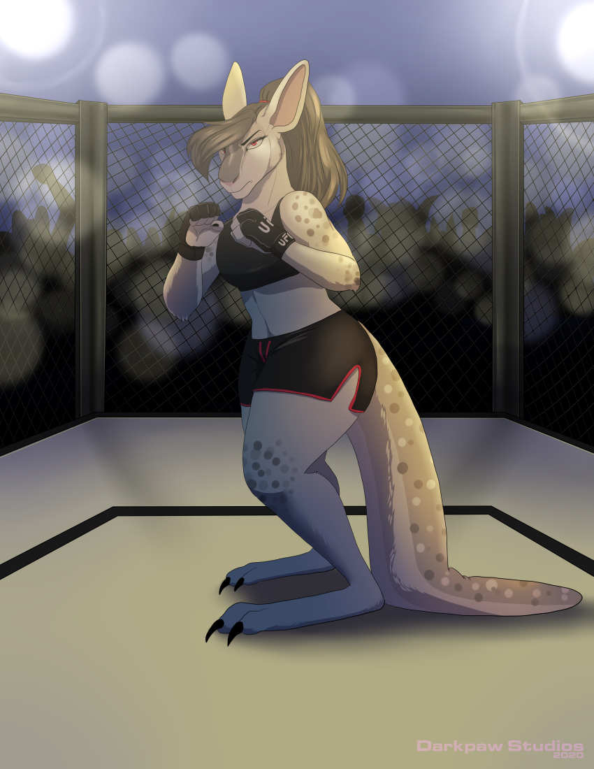 2020 absurd_res anthro arm_tuft audience biped bottomwear boxing_shorts bra cheek_tuft claws clothing crowd elbow_tufts facial_tuft female fence fighting_gloves fighting_ring fingerless_gloves fur gloves grey_hair group hair handwear hi_res kangaroo looking_at_viewer macropod mammal marsupial mma navel ponytail red_eyes shorts solo_focus sport spots spotted_body spotted_fur standing thick_thighs toe_claws tuft ufc underwear wide_hips yoko_darkpaw