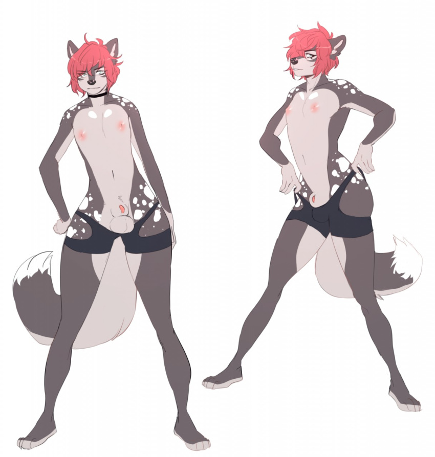 animal_genitalia anthro balls canid canine canis clothing collar domestic_dog fur genitals hair hi_res husky male mammal nipples nordic_sled_dog red_hair sheath silus_(character) solo spitz spots spotted_body spotted_fur spotted_husky spotted_nose underwear wasabitea