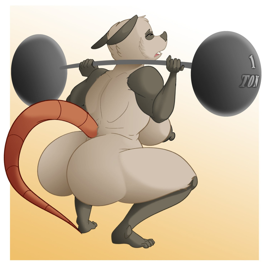 5_fingers 5_toes anthro anthrofied barbell big_breasts breasts crouching didelphid el-loko english_text erect_nipples exercise eyes_closed feet female fingers frown fur hi_res huge_breasts humanoid_feet mammal marsupial nipples nude open_mouth poppy_opossum poppy_opossum_(character) simple_background solo text thick_thighs toes tongue weightlifting weights wide_hips workout