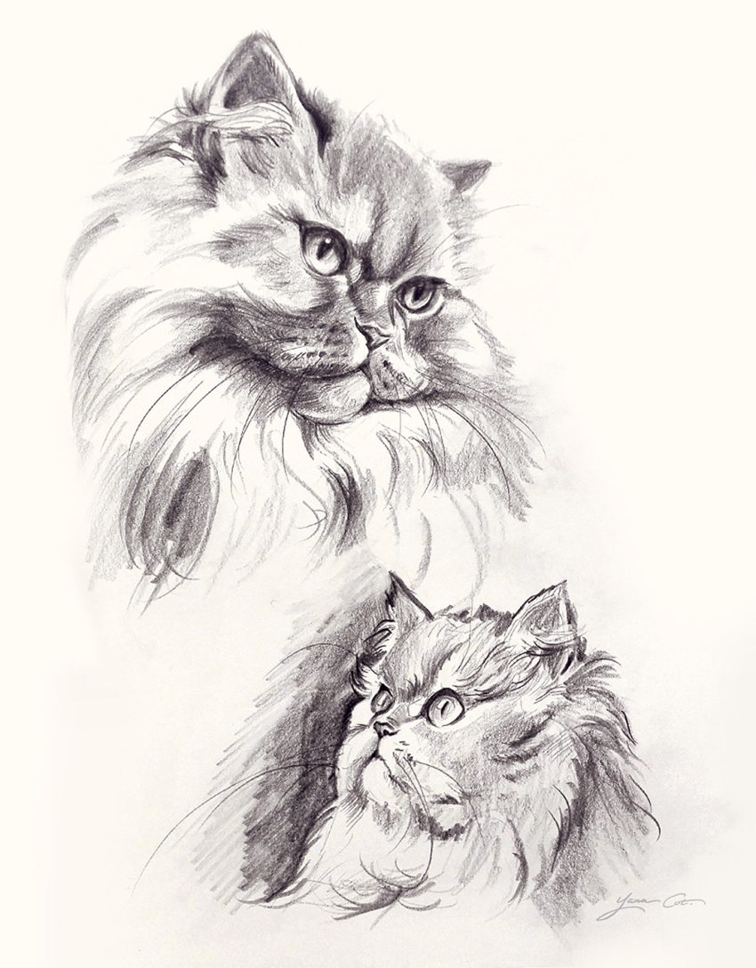 ambiguous_gender domestic_cat felid feline felis feral fur graphite_(artwork) greyscale hi_res long_fur mammal monochrome pencil_(artwork) traditional_media_(artwork) whiskers yana_cot