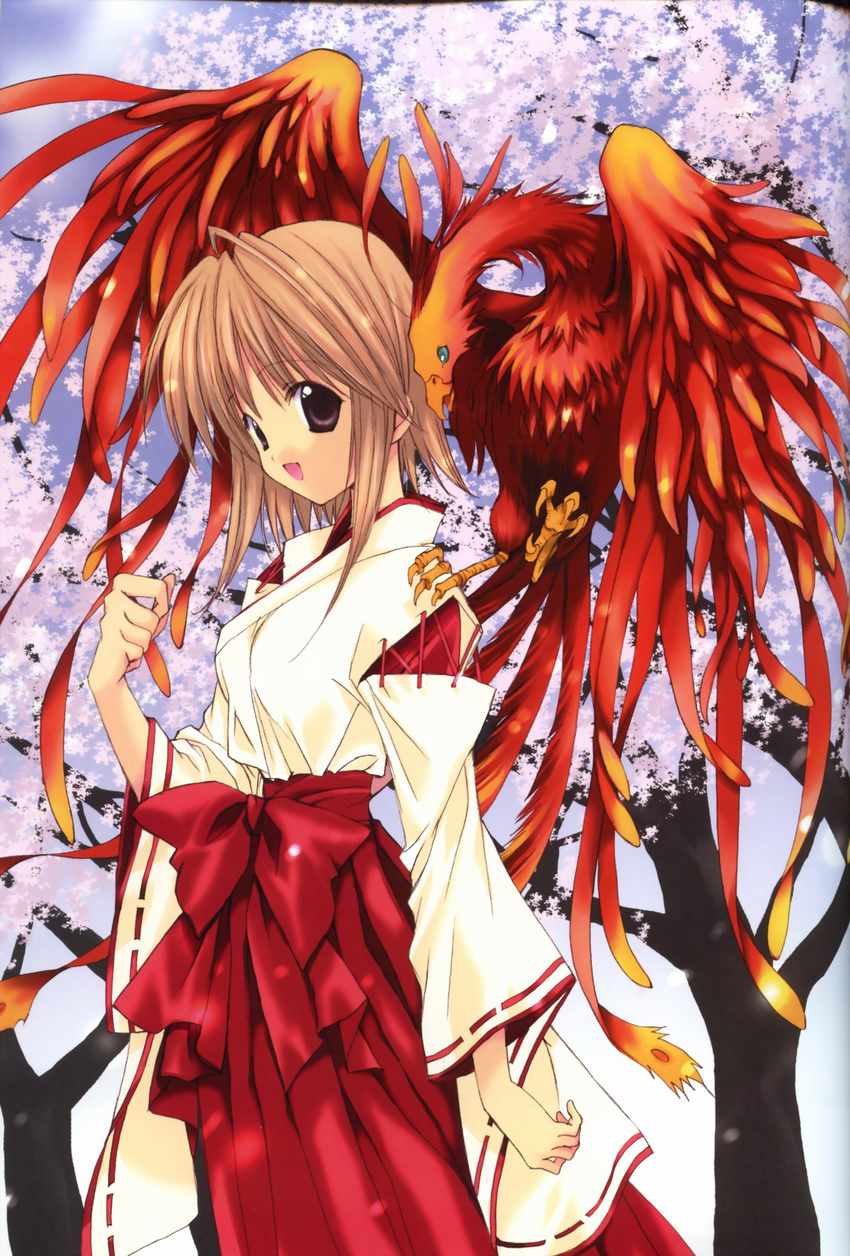 absurdres animal animal_on_shoulder aquarian_age artbook bird bird_on_shoulder bow brown_eyes brown_hair cherry_blossoms highres japanese_clothes kimono nanase_aoi nature open_mouth outdoors phoenix seven_colors_of_the_wind solo tree