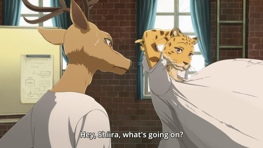 anthro antlers arms_above_head beastars big_breasts bodily_fluids breasts cervid cheetah clothed clothing duo edit eyebrows felid feline female hi_res horn huge_breasts hyper hyper_breasts looking_at_another looking_at_breasts louis_(beastars) male mammal raised_eyebrows rompinpomps shiira_(beastars) sweat text
