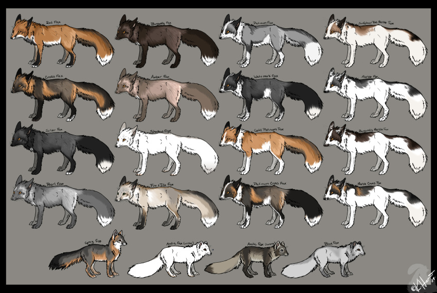 absurd_res ambiguous_gender arctic_fox black_border border brown_body brown_fur burgundy_fox canid canine chart countershading cross_fox digitigrade dipstick_tail educational english_text feral fluffy fluffy_tail fox fur grey_body grey_fox grey_fur group hi_res mammal marble_fox meme multicolored_tail mxgurl89 orange_body orange_eyes orange_fur pearl_fox platinum_fox quadruped red_fox reverse_countershading silver_fox simple_background text the_more_you_know urocyon white_body white_fur