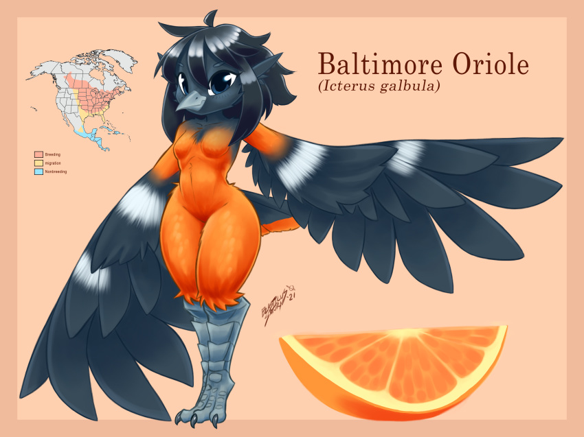 absurd_res anthro avian baltimore_oriole beak bird bird_feet black_body black_feathers black_hair blasticussaturn breasts english_text feathered_wings feathers featureless_breasts female food fruit hair hi_res icterid looking_at_viewer map new_world_oriole non-mammal_breasts orange_(fruit) orange_body orange_feathers orange_slice oscine passerine plant raised_arm signature simple_background solo tail_feathers talons text wings