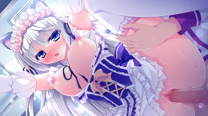 animal_ears blush breasts catgirl game_cg long_hair male nae-nae nekodomari_makoto nipples penis pussy pussy_juice ribbons sex skyfish spread_legs uncensored wan_nyan_a_la_mode! wet white_hair