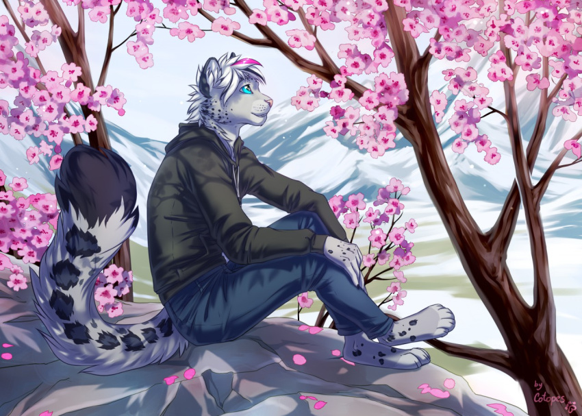 anthro cherry_blossom clothing cotopes felid mammal mountain pantherine plant snow_leopard solo