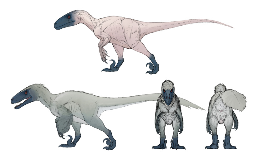absurd_res ambiguous_gender anatomically_correct animal_genitalia belly blue_feet blue_head butt claws cloaca countershading digital_media_(artwork) dinosaur dromaeosaurid earhole feathered_dinosaur featherless feathers feet feral front_view genitals grey_body hi_res looking_at_viewer model_sheet neck_tuft nude open_mouth pink_body pink_cloaca pink_skin pubic_boot raised_tail rear_view red_eyes reptile scalie side_view simple_background standing tail tail_tuft teeth theropod toe_claws toes tuft utahraptor white_belly white_butt zw3