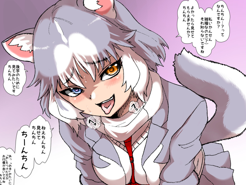 1girl animal_ear_fluff animal_ears bangs blue_eyes blush breath commentary_request dog_(mixed_breed)_(kemono_friends) dog_ears dog_girl dog_tail eyebrows_visible_through_hair furrowed_eyebrows grey_hair harness head_tilt heart heart-shaped_pupils heavy_breathing heterochromia isuna jacket kemono_friends leaning_forward looking_at_viewer medium_hair multicolored_hair naughty_face open_clothes open_jacket open_mouth orange_eyes smile solo sweat sweater_vest symbol-shaped_pupils tail tongue tongue_out translation_request two-tone_hair upper_body white_hair