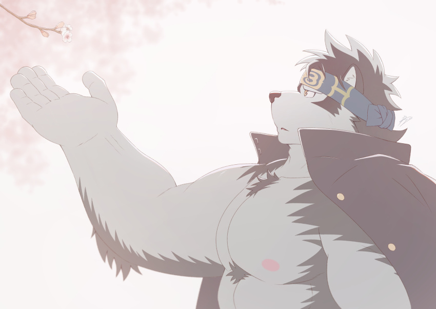 1boy absurdres ainu ainu_clothes animal_ears bara bare_pectorals cherry_blossoms chest_hair from_side furry furry_male gakuran grey_fur grey_hair headband highres horkeu_kamui jacket jacket_on_shoulders large_hands large_pectorals looking_up male_focus muscular muscular_male nipples outstretched_arm pectorals profile ry_o_(zyuzinka) school_uniform short_hair solo thick_eyebrows tokyo_afterschool_summoners two-tone_fur wolf_boy wolf_ears yellow_eyes