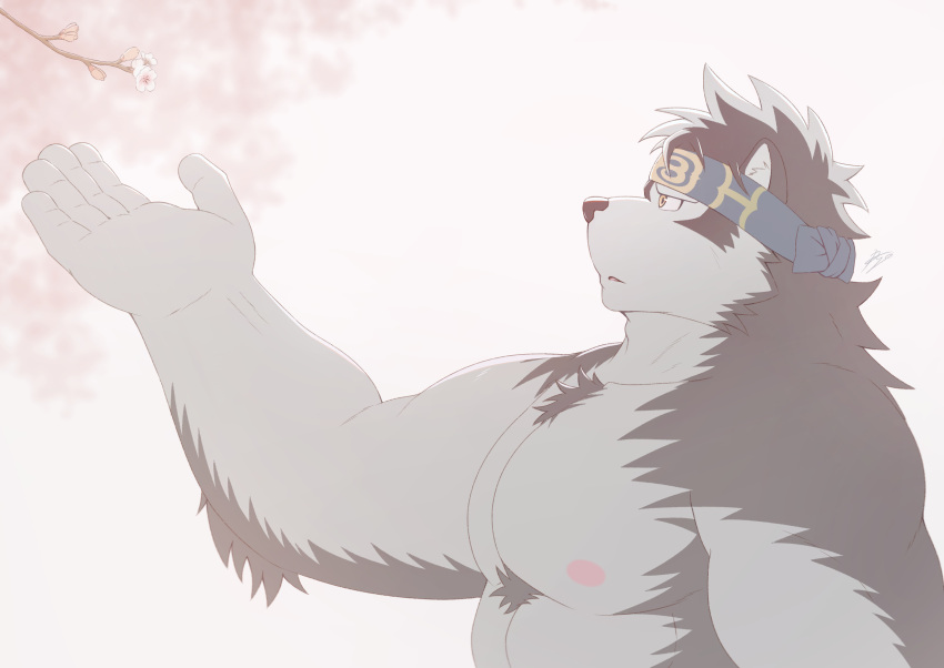 1boy absurdres ainu ainu_clothes animal_ears bara cherry_blossoms chest_hair from_side furry furry_male grey_fur grey_hair headband highres horkeu_kamui large_hands large_pectorals looking_up male_focus muscular muscular_male nipples nude outstretched_arm pectorals profile ry_o_(zyuzinka) short_hair solo thick_eyebrows tokyo_afterschool_summoners two-tone_fur upper_body wolf_boy wolf_ears yellow_eyes
