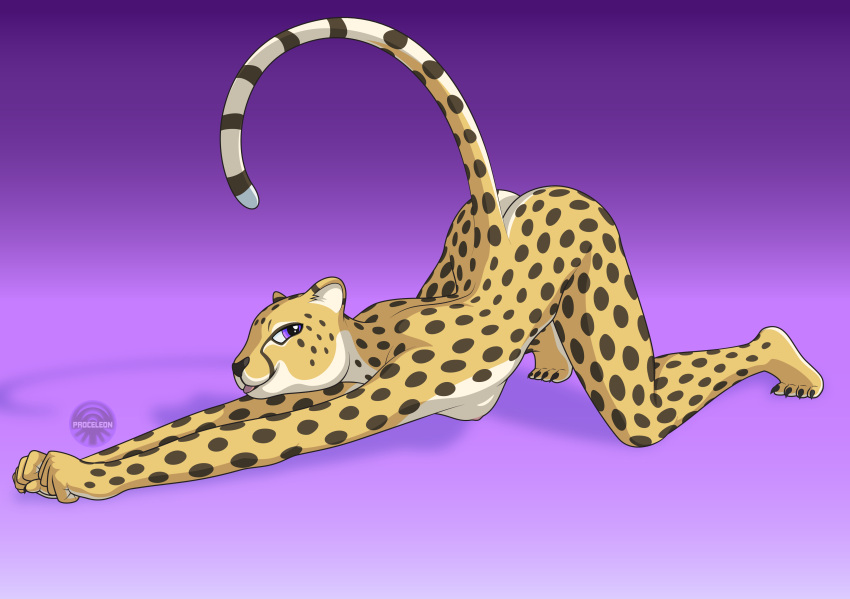 absurd_res anthro ass_up blep breasts butt cel_shading cheetah clawed_fingers clawed_toes claws countershade_face countershade_tail countershade_torso countershading felid feline female gradient_background hi_res long_tail looking_at_viewer mammal nipples nude pippin_ryder proceleon purple_background purple_eyes raised_tail shaded side_boob signature simple_background small_breasts solo spots spotted_body stretching toe_claws tongue tongue_out vector