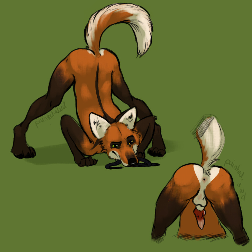 1:1 anatomically_correct anatomically_correct_genitalia anatomically_correct_penis animal_genitalia animal_penis anthro anus ass_up balls biped butt canid canine canine_penis canis erection genitals hi_res ilias(manedwolf) jack-o'_pose leash looking_at_viewer male mammal maned_wolf nude paintedawd penis pose slim solo submissive suggestive