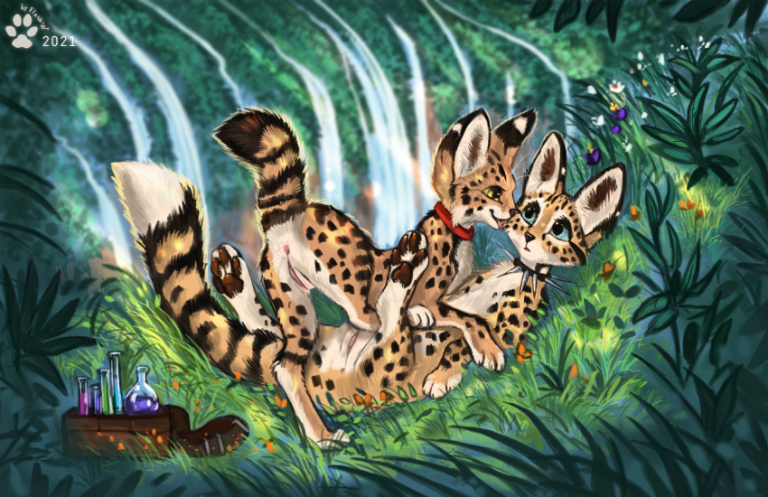 aiza_(flashw) blush collar cuddling duo felid feline female female/female feral flashw flora genitals green_eyes hazel_(fufila321) jungle licking mammal potions-bag pussy serval tongue tongue_out waterfall