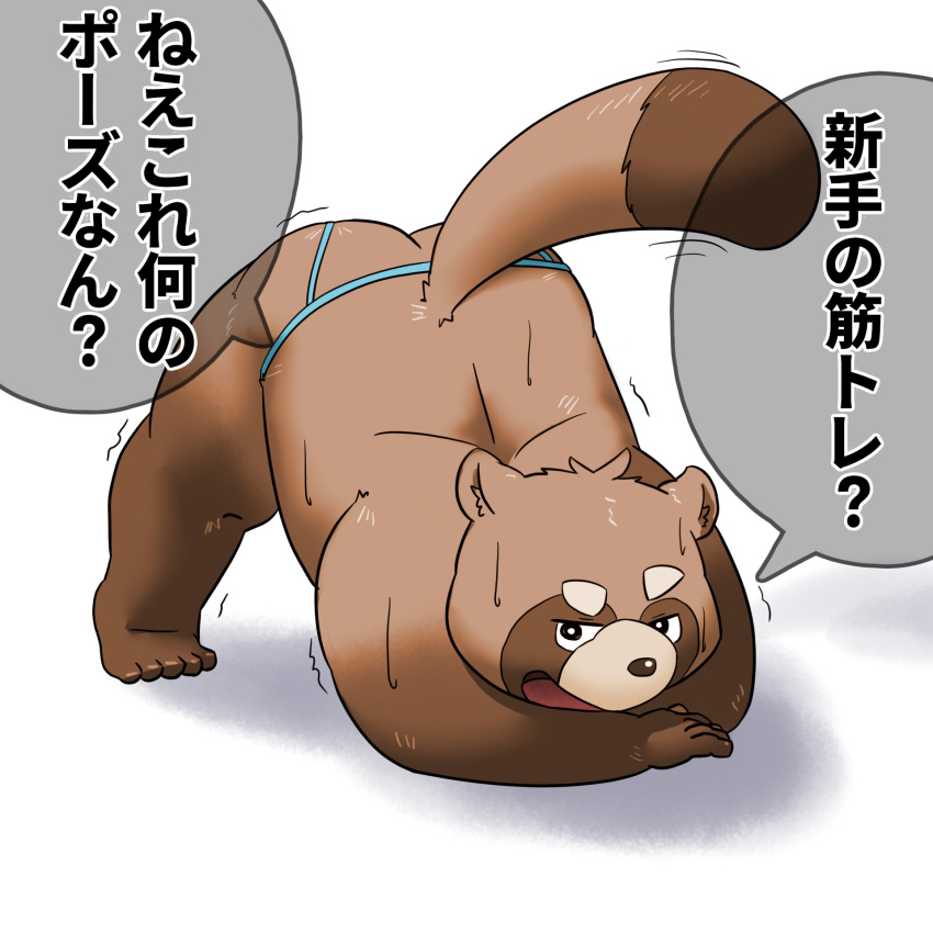 1:1 2021 anthro bodily_fluids brown_body brown_fur brown_nose butt canid canine fur hi_res humanoid_hands jack-o'_pose japanese_text k_gutless kemono male mammal pose raccoon_dog slightly_chubby solo sweat tanuki text