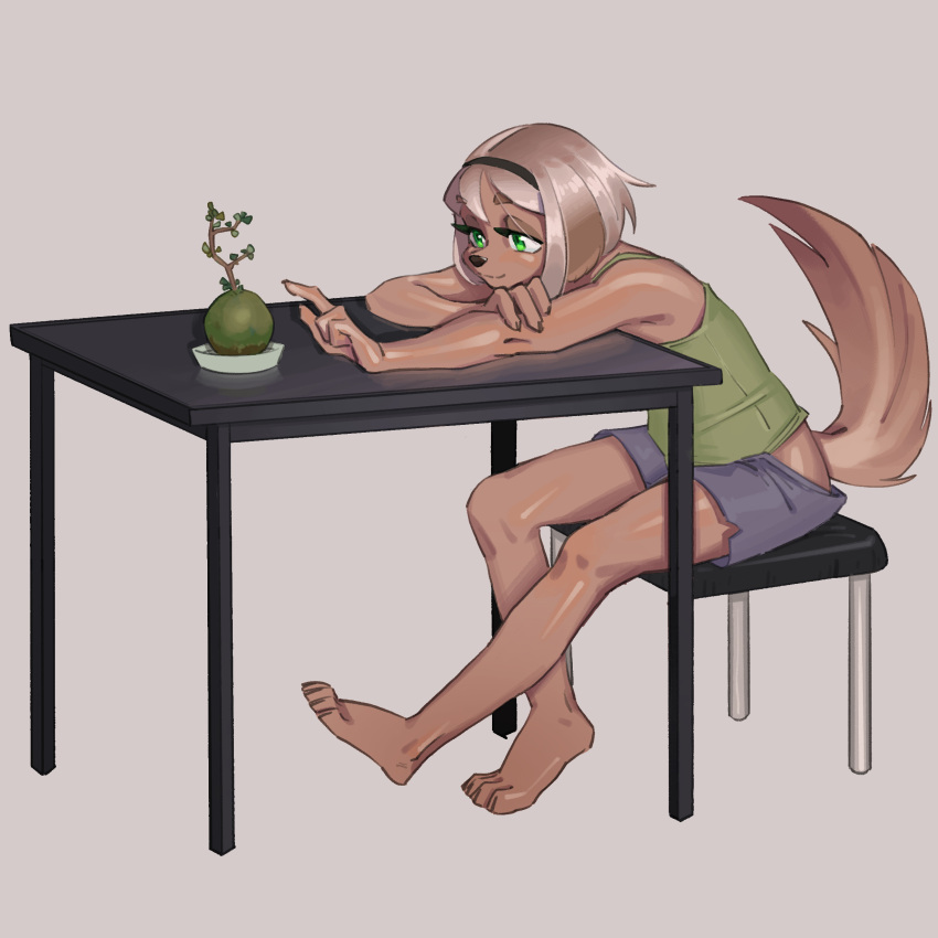 1:1 absurd_res accessory anthro barefoot bonsai bottomwear canid canine canis claws clothing domestic_dog feet female finger_claws gesture green_eyes headband hi_res kemari leaning leaning_forward leaning_on_table lime_(kemari) mammal plant pointing shorts simple_background sitting solo