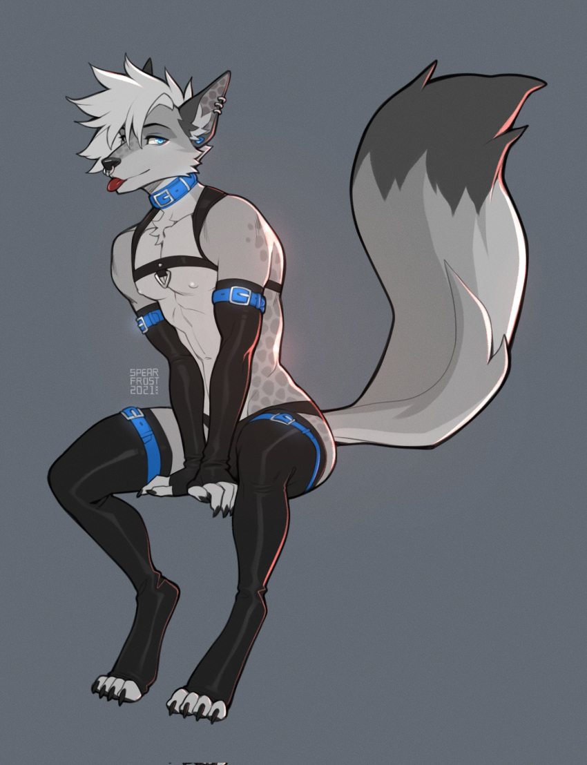2021 4_toes akkla anthro blep blue_eyes canid canine collar digitigrade ear_piercing facial_piercing feet harness hi_res latex_armwear latex_legwear male mammal nipples nose_piercing piercing signature simple_background sitting slim solo spearfrost toes tongue tongue_out