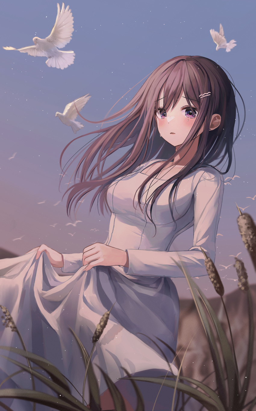 1girl absurdres bangs bird blue_sky blurry blurry_background blush brown_hair cattail clothes_lift crying crying_with_eyes_open dove dress dress_lift evening grass hair_ornament hairclip highres lifted_by_self long_dress long_hair long_sleeves looking_at_viewer myowa original outdoors parted_lips plant purple_eyes sad sky solo standing star_(sky) tears white_dress